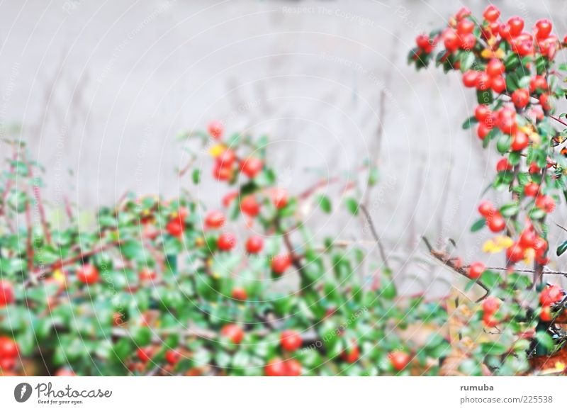 frugal Nature Autumn Plant Bushes Leaf Green Red Berries Hedge Colour photo Exterior shot Copy Space top Day Blur Central perspective Deserted