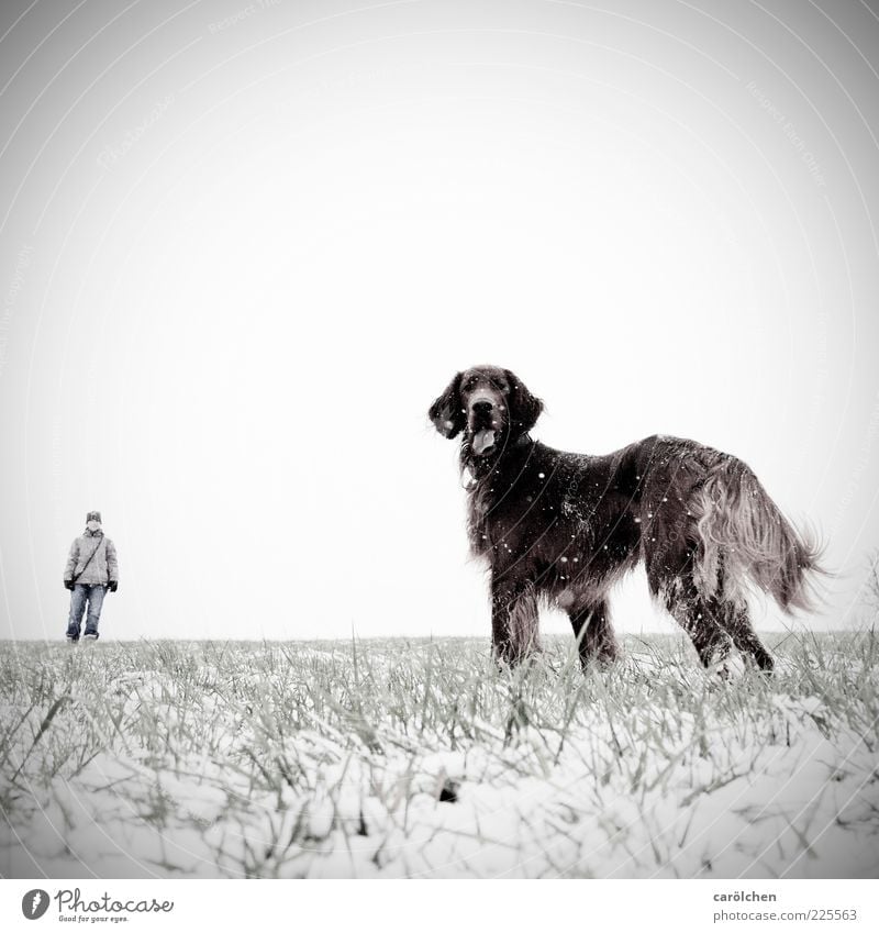 "Cat!" Human being 1 Animal Pet Dog Brown Gray Snowfall Irish setter Walk the dog Meadow Perspective Size difference Size comparison Watchfulness Colour photo