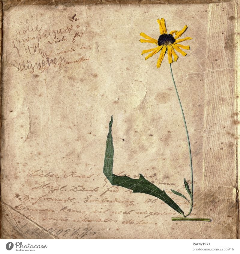 pressed flowers on old paper Plant Flower Paper Piece of paper Old Esthetic Natural Retro Dry Brown Yellow Green Contentment Joie de vivre (Vitality) Serene
