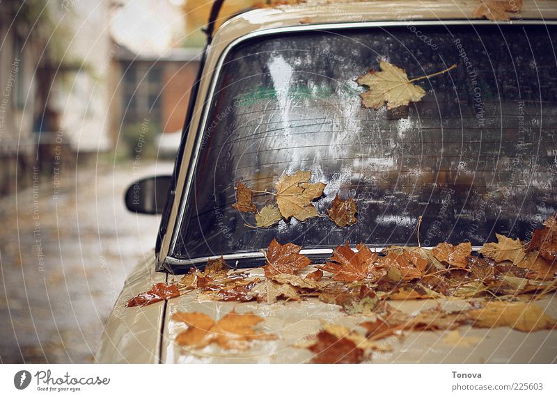 Autumn mood Elements Climate change Rain Leaf Small Town Transport Car Glass Metal Water Drop Emotions Moody Loneliness Art Life Sadness Promenade Colour photo