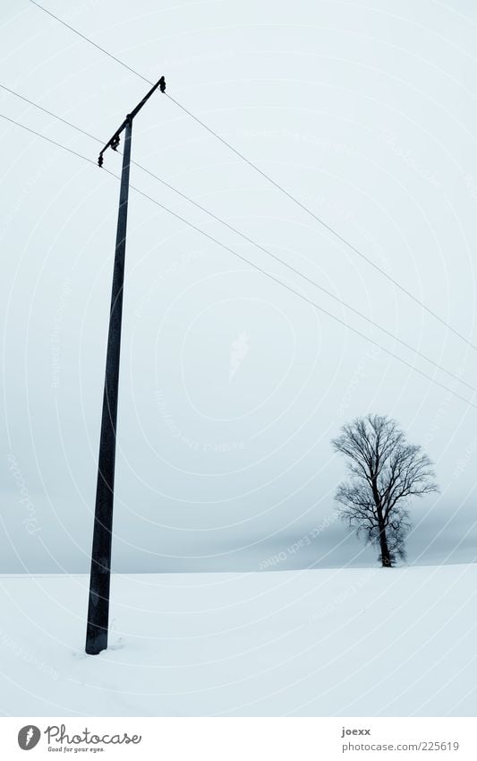 A T Com rarely alone. Nature Landscape Sky Winter Snow Tree Tall Blue White Calm Electricity pylon Telegraph pole Colour photo Exterior shot Deep depth of field