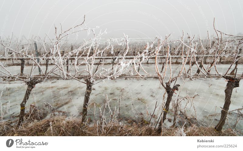 Winter at the vineyard Wine growing Fog Ice Frost Plant Agricultural crop Vine Field Vineyard Cold Sustainability Blue Brown Bizarre Climate Culture Stagnating
