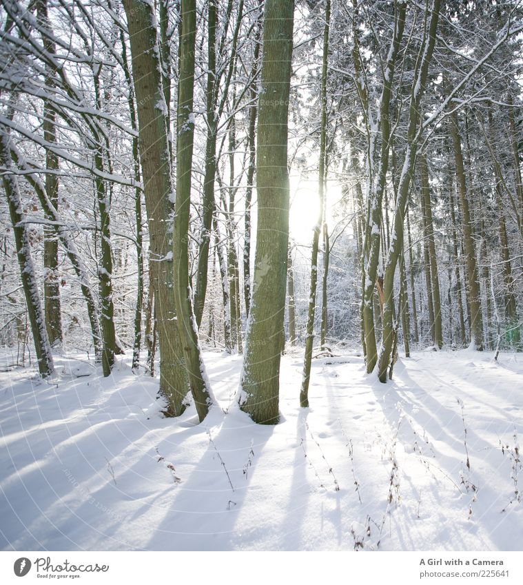 Secret's secret Environment Nature Landscape Plant Winter Tree Forest Freeze Glittering Illuminate Infinity Cold White Idyll Beautiful Beautiful weather Bleak