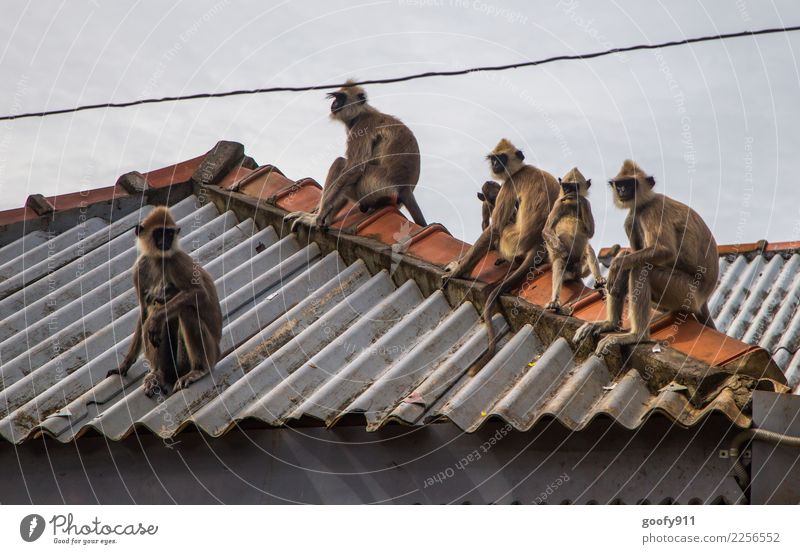 gang of monkeys Vacation & Travel Tourism Trip Adventure Sightseeing Roof Wild animal Animal face Monkeys Group of animals Animal family Observe Cool (slang)