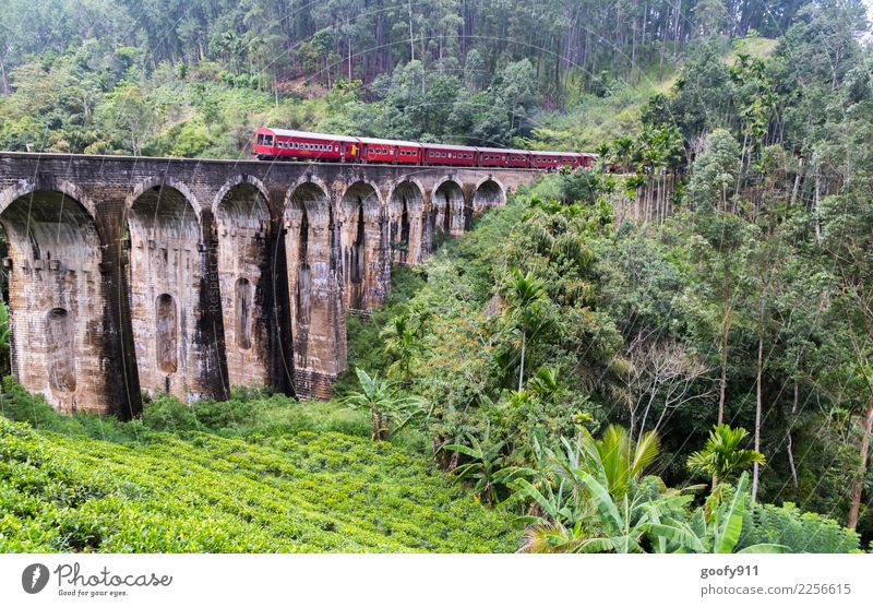Train missed.... Vacation & Travel Tourism Trip Adventure Freedom Expedition Environment Nature Landscape Tree Grass Bushes Forest Virgin forest Sri Lanka Asia