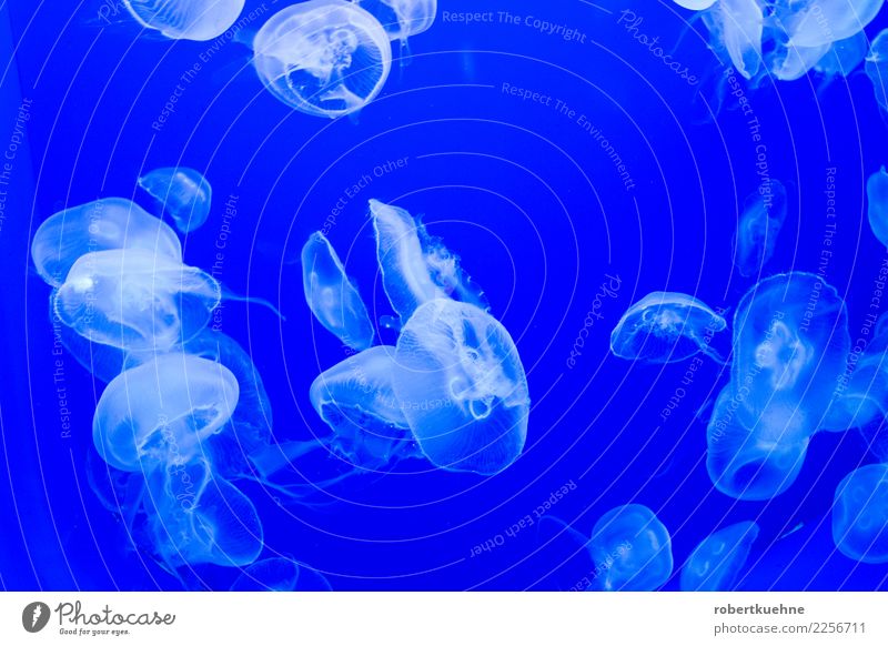 Eared jellyfish in blue water Animal Water Jellyfish Aquarium Group of animals Illuminate Swimming & Bathing Elegant Fluid Slimy Soft Blue Serene Calm