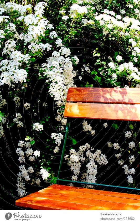 Sitting under the white tree Relaxation Environment Nature Spring Summer Plant Blossom To enjoy Esthetic Fragrance Green White Moody Spring fever