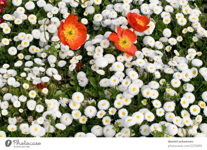 A little spring Plant Flower Leaf Blossom Red White Spring Daisy Poppy Detail Copy Space bottom Blossoming Deserted Bird's-eye view Grass Blossom leave