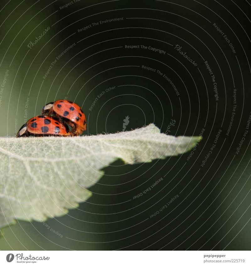double-decker Plant Leaf Foliage plant Beetle 2 Animal Pair of animals Rutting season Green Red Emotions Attachment Ladybird Consecutively Sit Spotted
