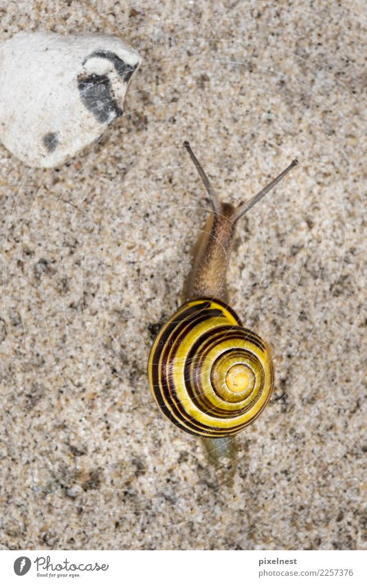 garden snail conveyor Sand Coast Animal Snail Garden snail helicidae pulmonata ribbon screw Running Living or residing Round Slimy Yellow Prompt Serene Speed