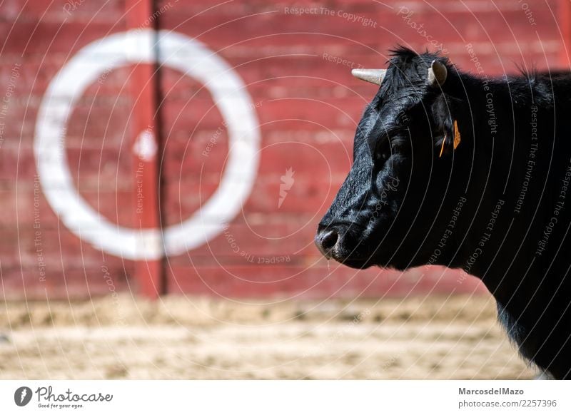 Bull in bullring Culture Animal Farm animal Animal face 1 Aggression Caution Fear Dangerous Tradition Bullfight animals danger Challenging aggressive Spain