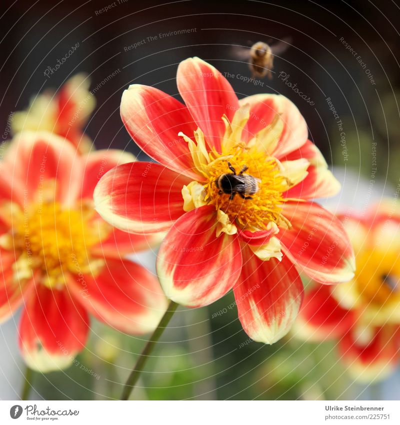 Red-yellow dahlia flowers with bees Flower Blossom Multicoloured Colour Orange Bee motion blur Honey bee Sprinkle Pollen Summer Flying Dahlia Blossom leave