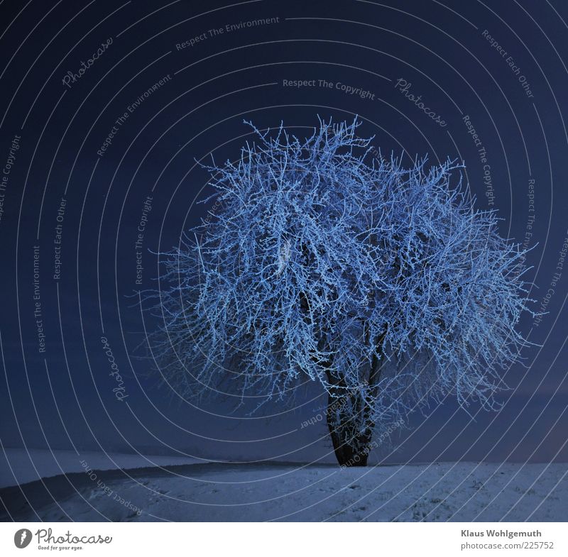 Lonely pear tree stands in the moonlight, covered with hoarfrost on a hill at the edge of the village Calm Winter Snow Sky Cloudless sky Night sky Stars Horizon