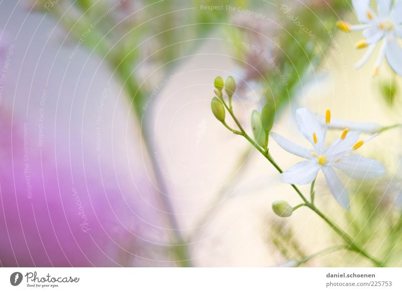 another girl's photo Plant Leaf Blossom Bright Green Violet White Summer Spring Flower Detail Macro (Extreme close-up) Copy Space left Copy Space top