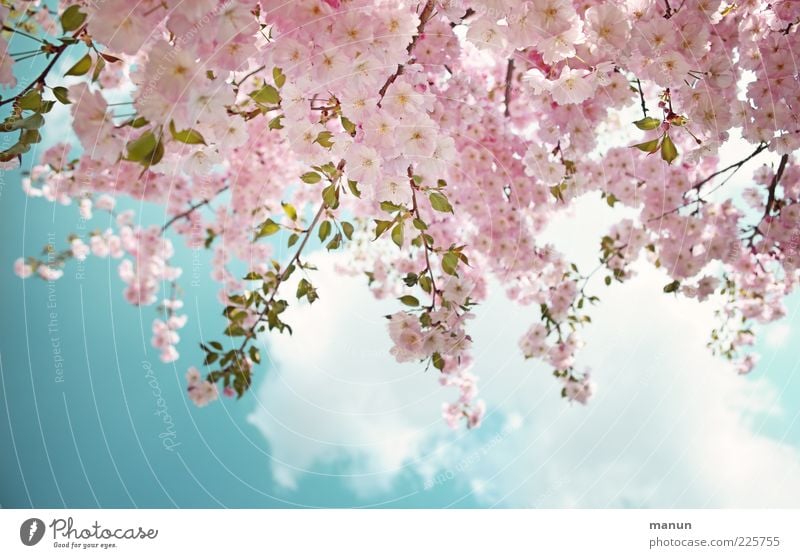 adornment Nature Sky Clouds Spring Beautiful weather Tree Leaf Blossom Ornamental cherry Cherry blossom Blossoming Fresh Bright Pink Spring fever Colour photo