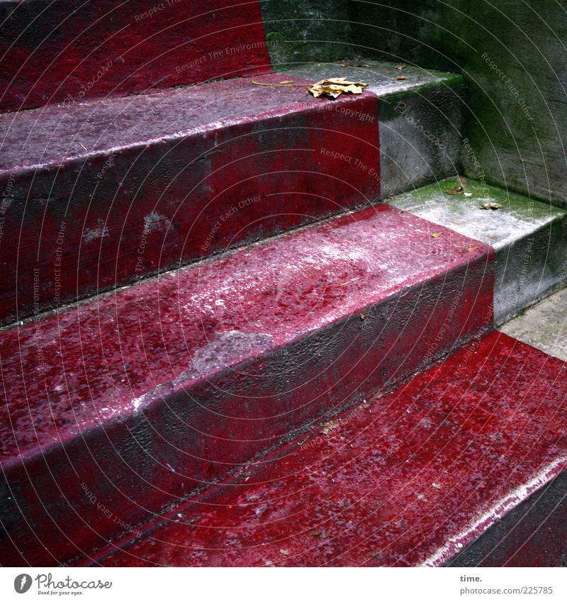 HH10.1 | Red Treppichpichpich Leaf Stairs Old Perspective Fraud Mold Diagonal Entrance Green Floor covering Cement Concrete Concrete floor Corner Wall (barrier)