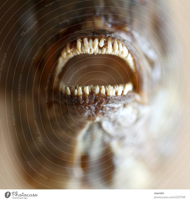visit to the dentist Fish Nutrition Animal Animal face 1 Point Muzzle Teeth animal-mouthed Close-up Dorade Piranha Fish head Set of teeth Colour photo Blur