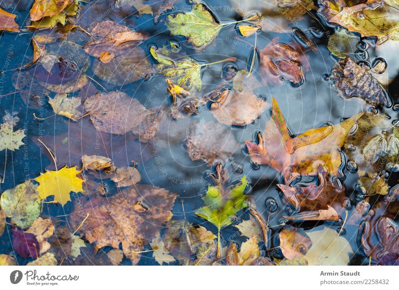autumn puddle Design Healthy Environment Nature Water Autumn Winter Rain Plant Leaf Park Faded To dry up Brown Yellow Green Puddle Wet Autumn leaves Transience