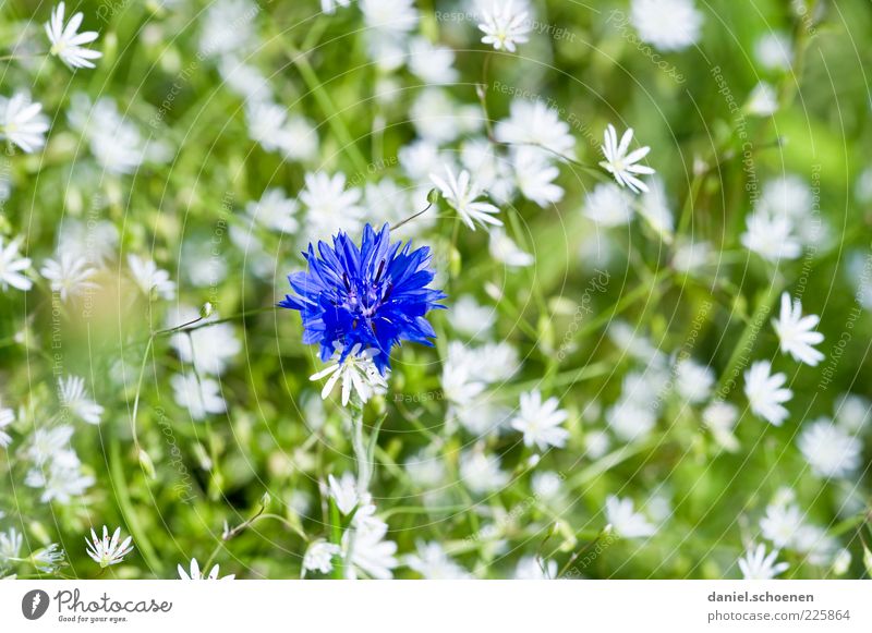 girl's photo Plant Spring Summer Flower Blossom Blue Green White Cornflower Close-up Macro (Extreme close-up) Deserted Flower meadow Detail Blossom leave Blur
