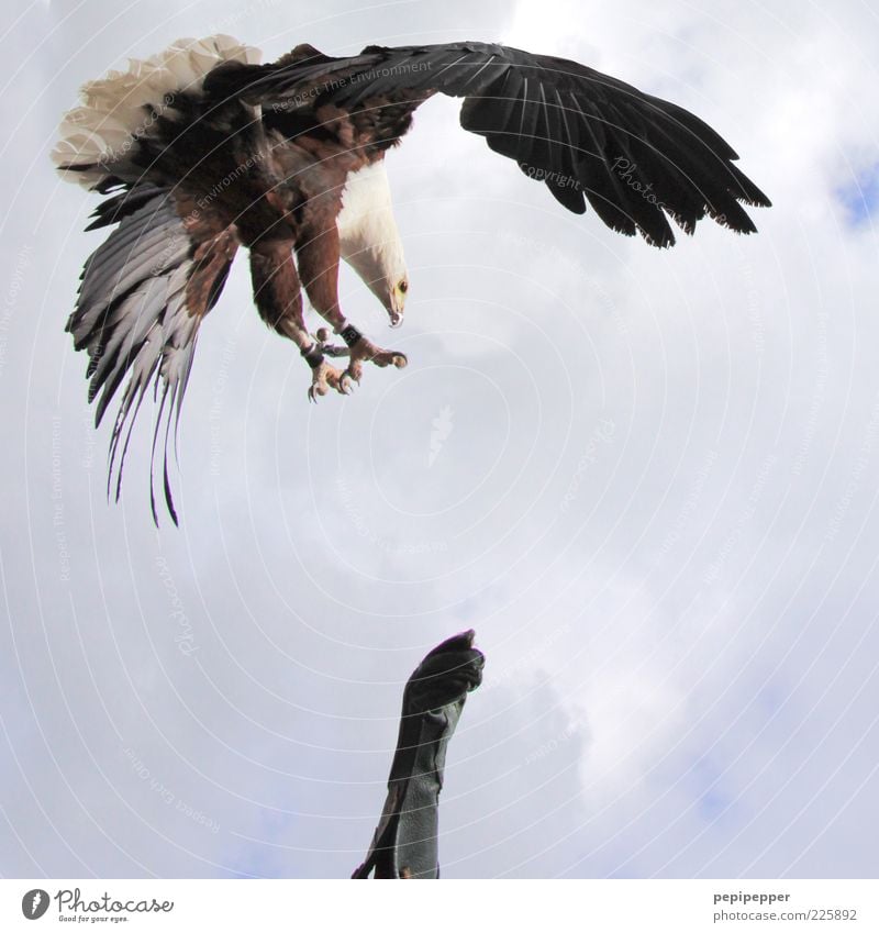spot landing Masculine Arm 1 Human being Clouds Gloves Animal Wild animal Bird Wing Claw Catch Flying Feeding Hunting Esthetic Elegant Falconer Subdued colour
