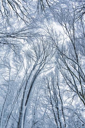 Skystorm, high winter trees Environment Nature Plant Animal Winter Bad weather Ice Frost Snow Snowfall Tree Agricultural crop Forest Silver White Sadness