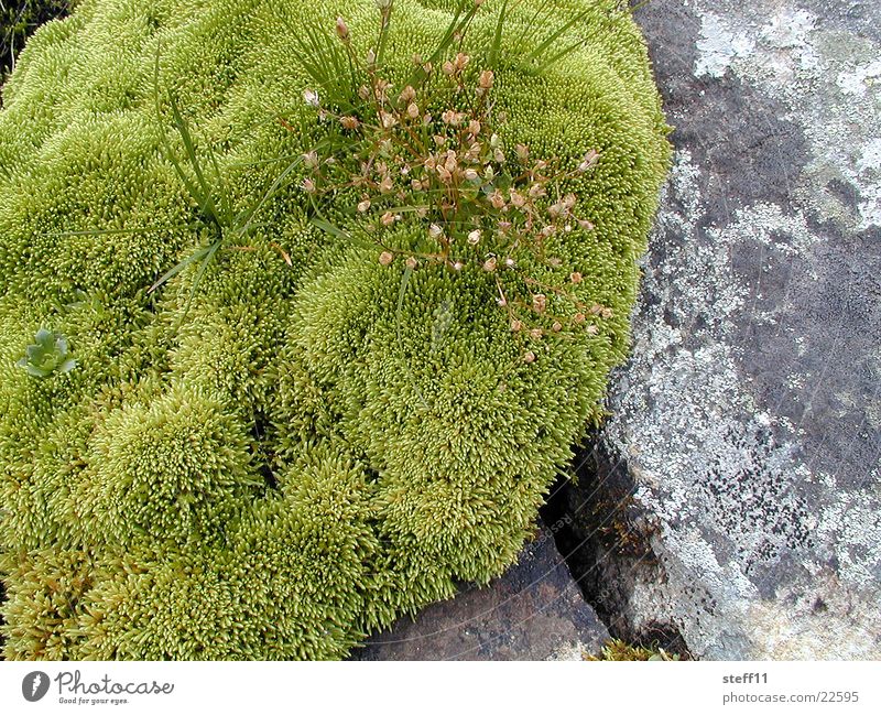 moss Green Blossom Stone moss cushion Moss