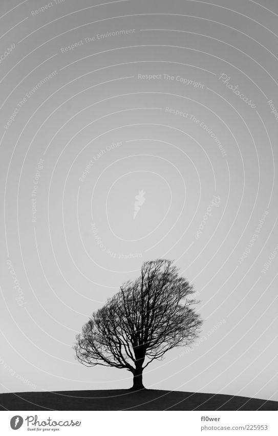 _-|-_ Hill Tree Sky Winter 1 Human being Nature Landscape Plant Air Cloudless sky Autumn Loneliness Deciduous tree Black & white photo Exterior shot Deserted