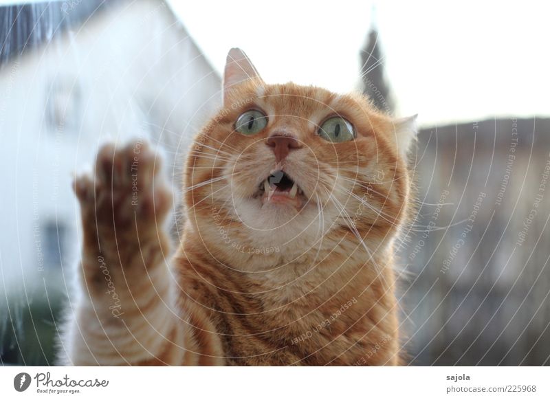 Hey, let me in! Animal Pet Cat Animal face Paw 1 Expectation Orange Tabby cat Meow Looking Impatience Panic Window pane Beg Desire Ask Colour photo