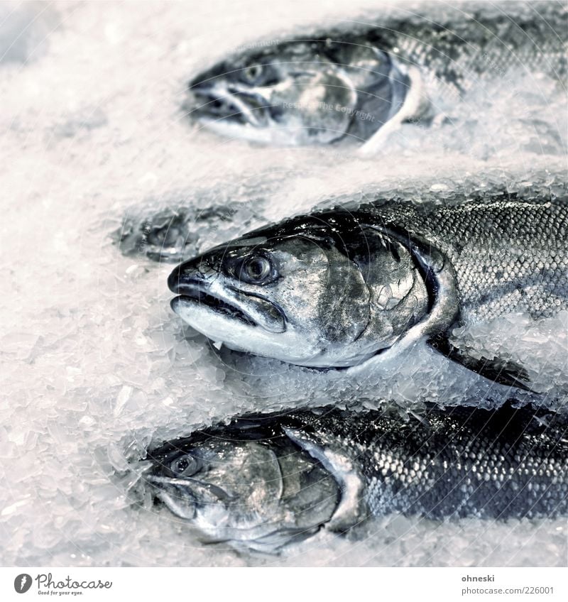 Friday is fish day Ice Frost Animal Fish Scales Salmon 3 Delicious Nutrition Food Head Dead animal Death Subdued colour Copy Space left Animal portrait