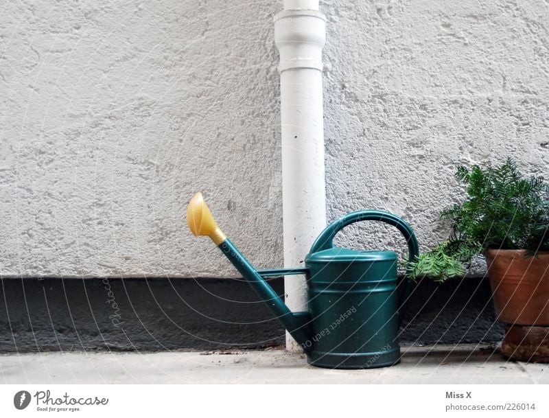 garden Living or residing Garden Plant Bushes Wall (barrier) Wall (building) Gray Watering can Cast Colour photo Exterior shot Deserted Downspout Downpipe