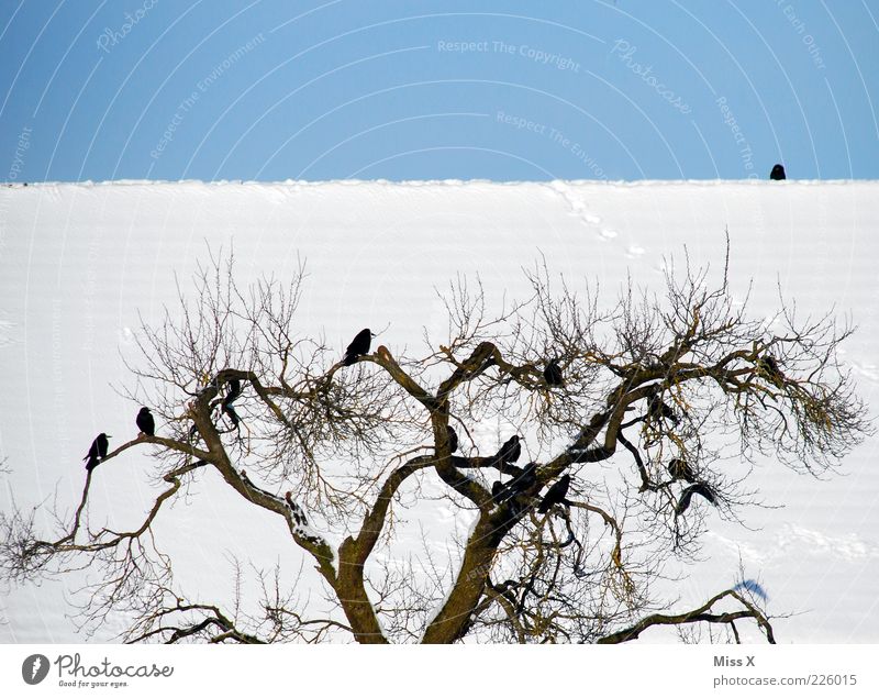 crows Cloudless sky Winter Beautiful weather Tree Animal Wild animal Bird Flock Sit Cold Crow Roof Winter's day Colour photo Exterior shot Deserted Day Sunlight