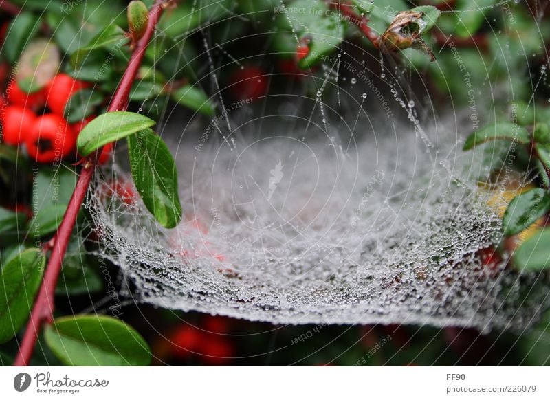 Off to the net Plant Drops of water Bushes Green White Spider's web Colour photo Exterior shot Deserted Day Blur Dew Rain Net Natural Nature Wet Damp
