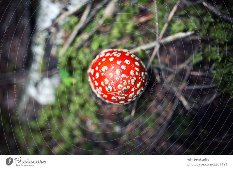 Hello mushroom! Plant Red Woodground Mushroom Mushroom cap Amanita mushroom Colour photo