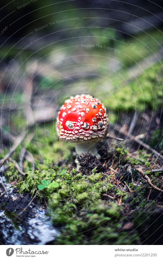 Mushroom with flies Plant Environment Amanita mushroom Red Moss Woodground Poison Mushroom cap Colour photo