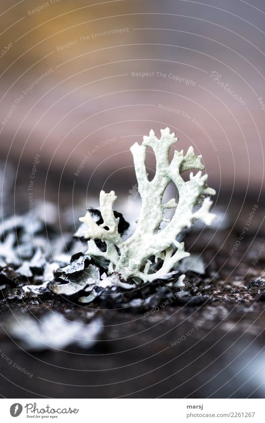 The inconspicuous life of the lichen Nature Plant Lichen ramified Growth Esthetic Exceptional Dark Thin Authentic Elegant Success Uniqueness Cold Small Natural