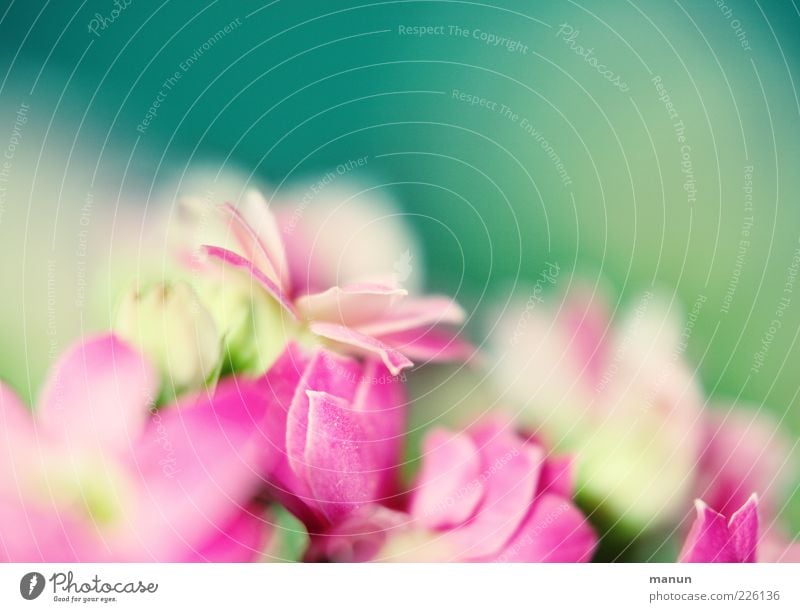 soft Nature Spring Plant Flower Blossom Spring colours Spring flower Summery Fragrance Bright Beautiful Pink Spring fever Smooth Delicate Light green