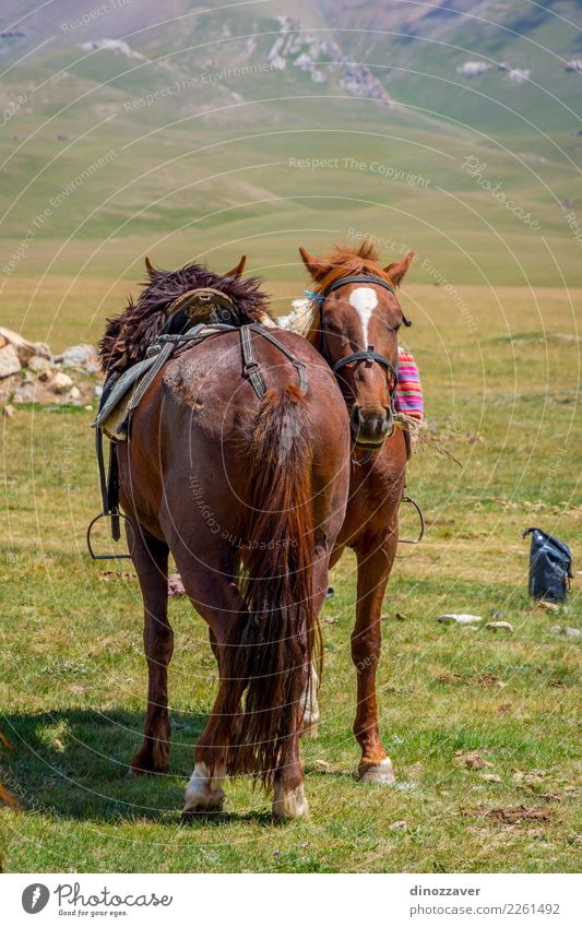 Horses with saddle resting Happy Beautiful Summer Nature Landscape Animal Grass Meadow Stand Wait Cute Brown Green Serene Colour Peace Testing & Control Rest