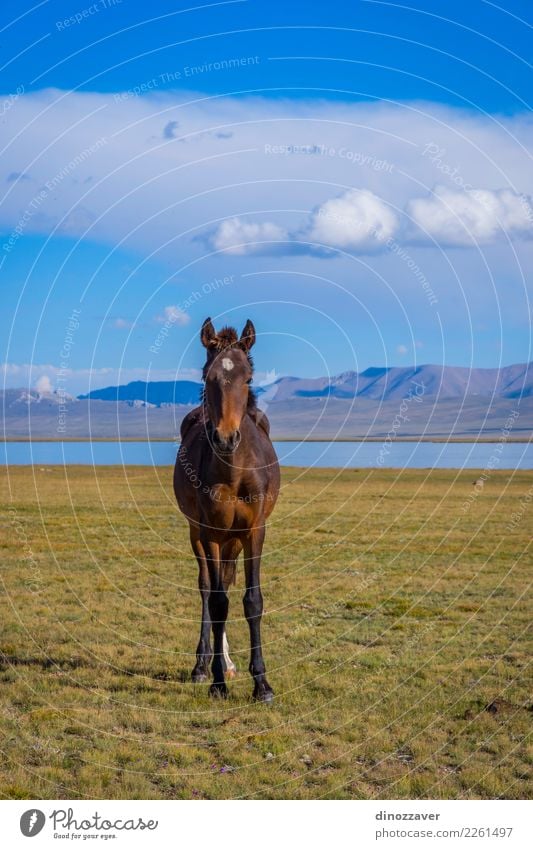 Horse by Song Kul lake Beautiful Vacation & Travel Tourism Summer Mountain Nature Landscape Sky Clouds Fog Grass Park Meadow Hill Rock Lake Herd Natural Blue