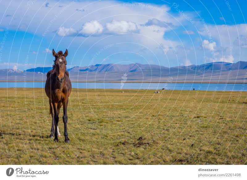 Horse by Song Kul lake Beautiful Vacation & Travel Tourism Summer Mountain Nature Landscape Sky Clouds Fog Grass Park Meadow Hill Rock Lake Herd Natural Blue