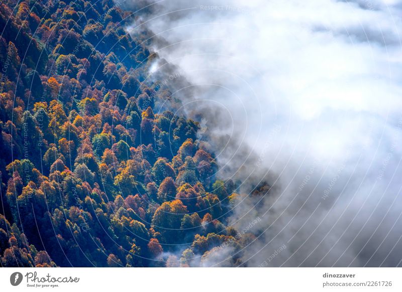 Autumn forest thru the clouds from above Beautiful Sun Mountain Environment Nature Landscape Plant Clouds Fog Tree Leaf Park Forest Bright Natural Wild Brown
