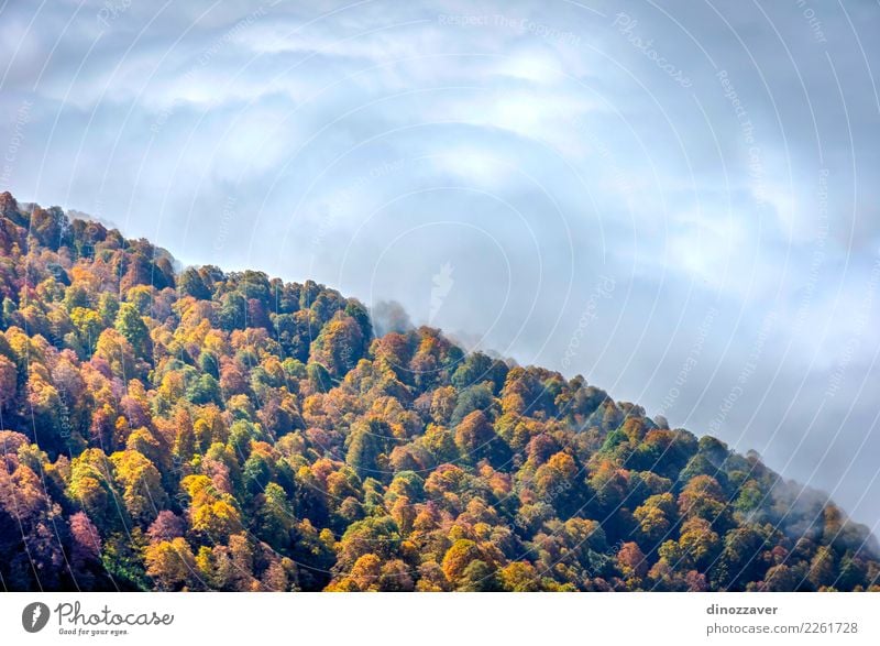 Autumn forest thru the clouds from above Beautiful Sun Mountain Environment Nature Landscape Plant Clouds Fog Tree Leaf Park Forest Bright Natural Wild Brown