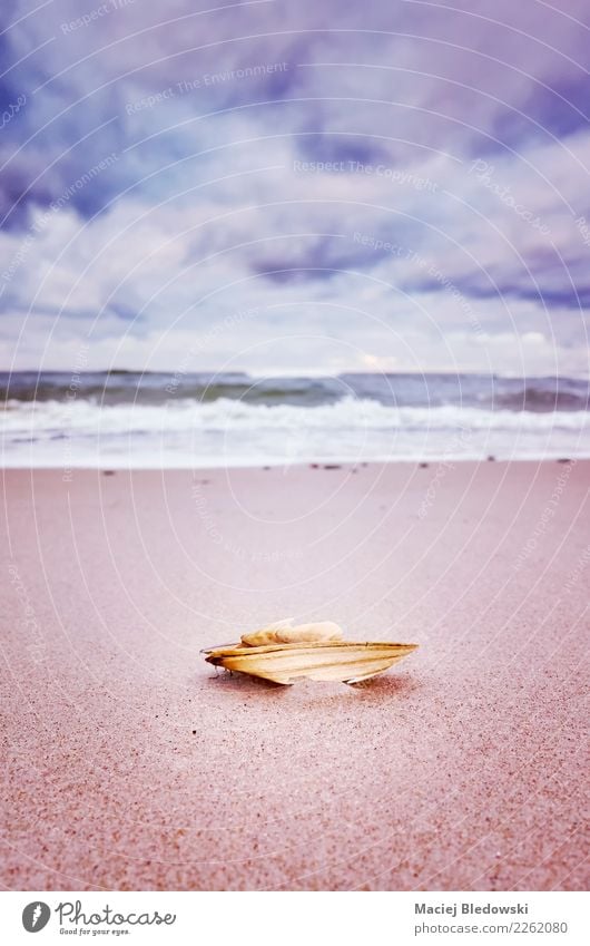Broken shell on a beach Vacation & Travel Freedom Summer Summer vacation Beach Ocean Wallpaper Nature Sand Sky Clouds Sadness Emotions Serene Love affair
