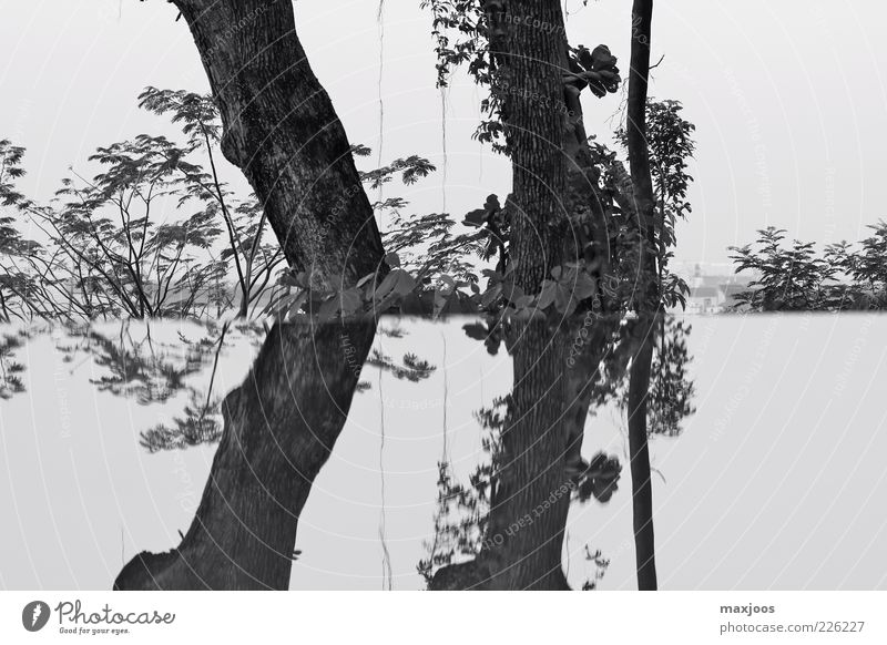 Singapore Trees Harmonious Calm Nature Plant Water Sky Bushes Garden Coast Lakeside Island Asia Deserted Black & white photo Exterior shot Morning Light Shadow