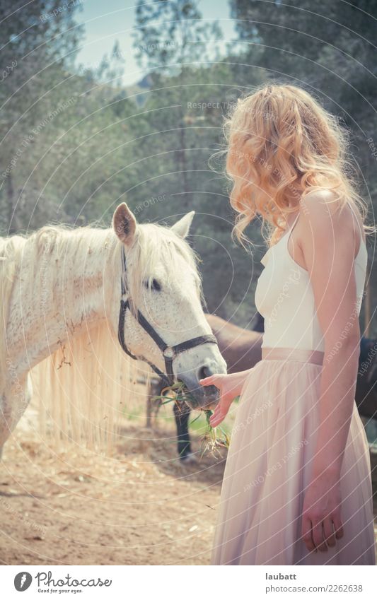 Woman feeding a white horse Wellness Life Adventure Freedom Summer vacation Agriculture Forestry Young woman Youth (Young adults) Environment Nature Animal