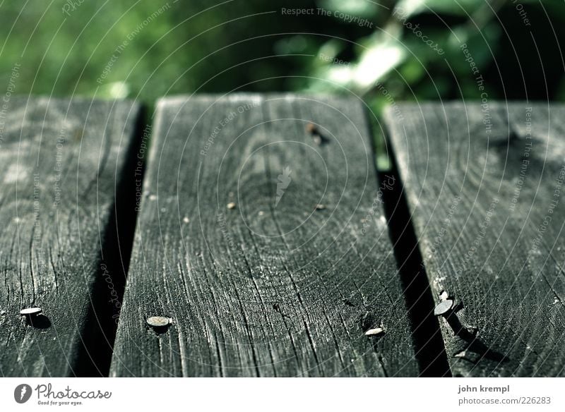 Living On The Edge Nature Wood Old Gray Green Wooden board Ground Nail Wood grain Annual ring Shallow depth of field Deserted Close-up Detail Exterior shot
