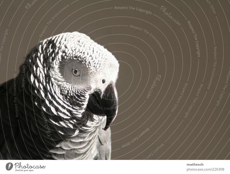 . Animal Bird Animal face 1 Exotic Wild Gray Parrots Grey Parrotlet Colour photo Close-up Copy Space right Neutral Background Day Contrast Animal portrait