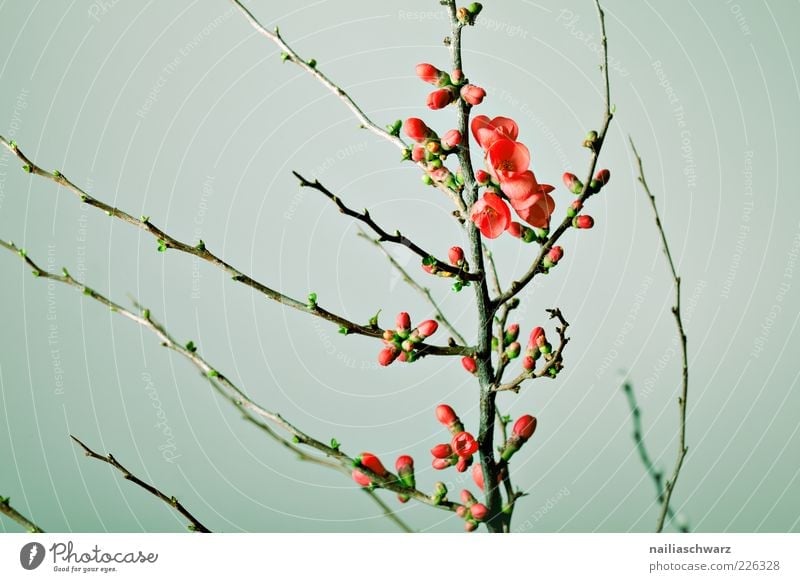 cherry blossoms Environment Nature Plant Spring Flower Blossom Branch Twig Cherry tree Cherry blossom Blossoming Esthetic Green Red Beginning Colour photo