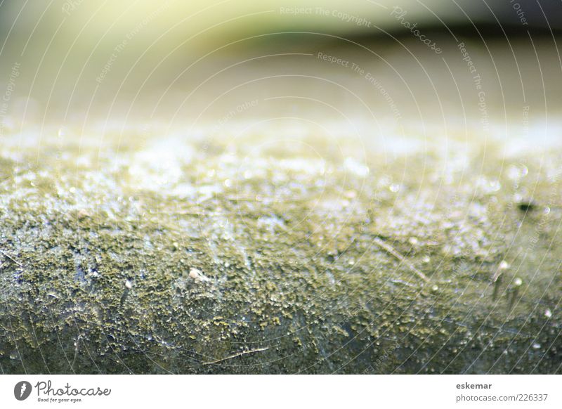 abstract Elements Esthetic Authentic Dry Under Green White Bizarre Colour Mysterious Calm Transience Abstract Structures and shapes Blur Neutral Nature Close-up