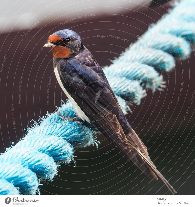 Close-up of a Swallow Rope 1 Human being Nature Animal Summer Wild animal Bird Observe Sit Small Blue Red Freedom Environment Germany North German