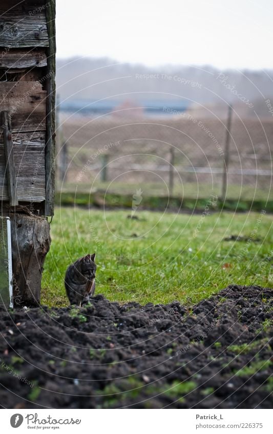 Let's play cat and mouse. Animal Cat Catch Hunting Looking Green Astute Earth Wood Freedom Curiosity Life Colour photo Exterior shot Looking away